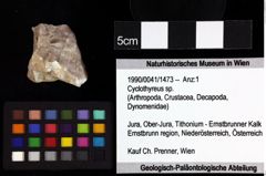 Foto (Objket + Etiketten) von Goniodromites bidentatus (Reuss, 1859) 